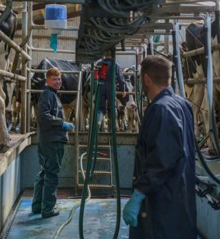 A farmer and son duo working in a milking parlor surrounded by cattle.