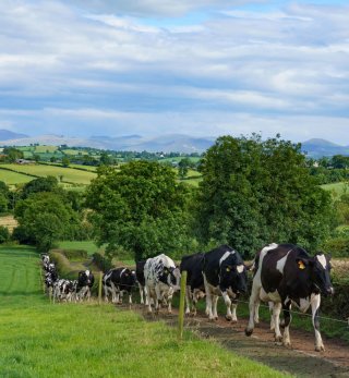 A line of Friesian cattle walking up a path.