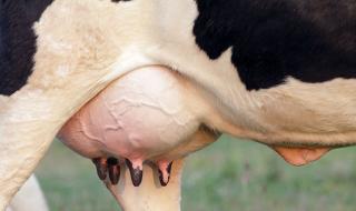 A cow's udder.