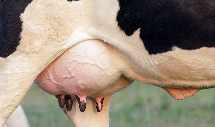 A cow's udder.