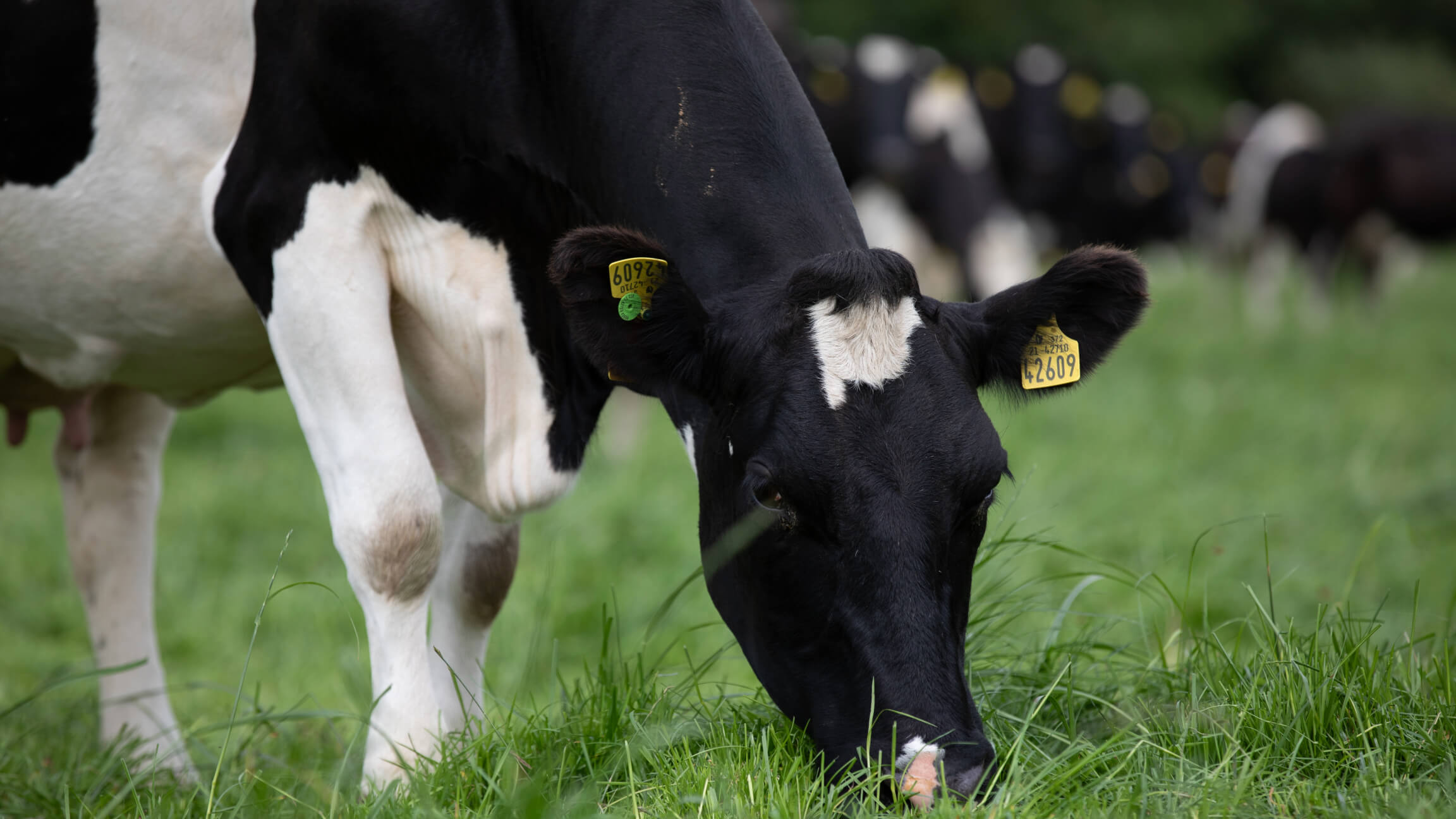 A friesian cow enjoying fresh grass.