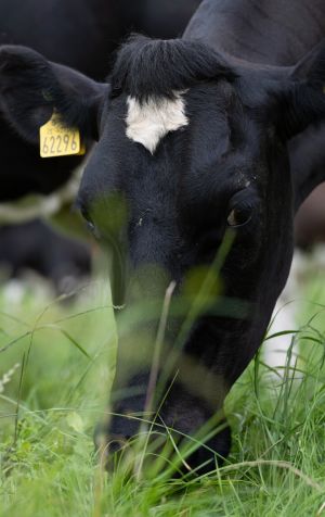 A cow eating grass.
