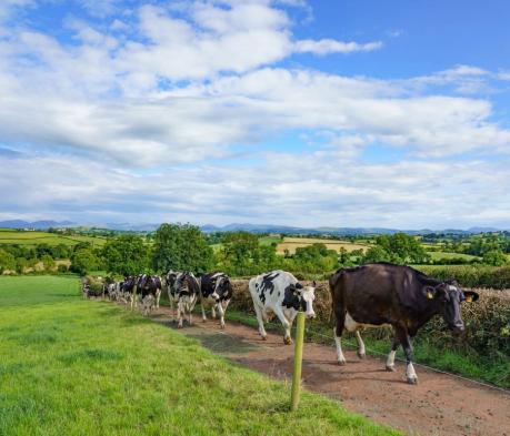 A herd of cattle in a field surrounded by hills.
