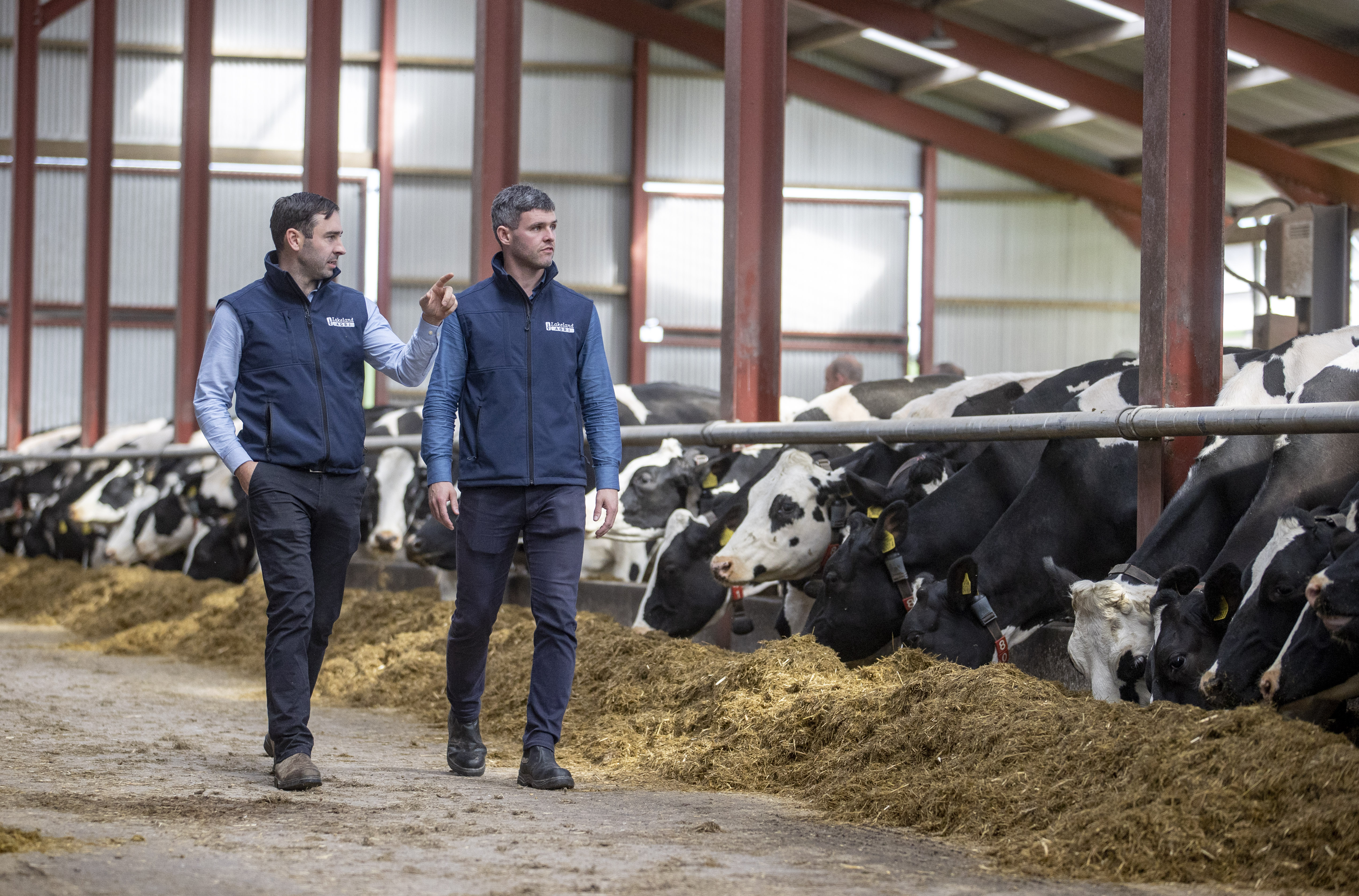 Two Lakeland Dairies team members walking through a slatted shed as cattle eat silage.