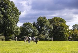 A herd of cattle in a field.