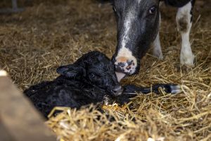 A cow cleaning her newborn calf.