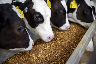 Calves enjoying calf meal.