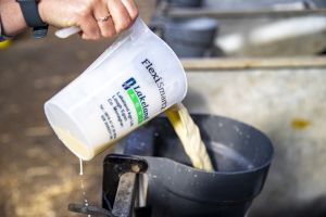 A farmer pouring out milk replacer for a calf.