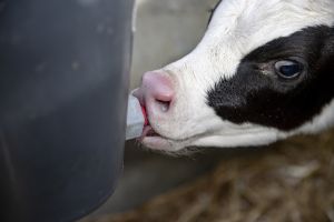 A calf drinking from a bucket.