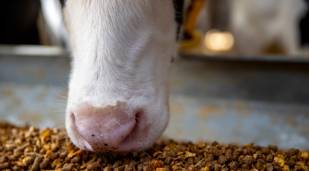 A friesian calf eating meal.