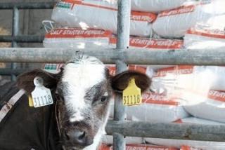 A young calf on the farm of Eoin Corrigan.