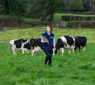 A Lakeland Dairies team member working in a field of cattle.