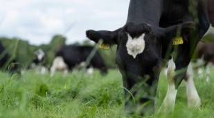 A cow grazing in a field.