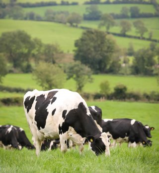 Cows grazing in Irish fields