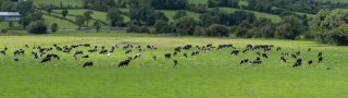 A herd of cattle in a field.