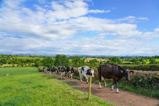 Cows going to milk on a sunny day in Ireland