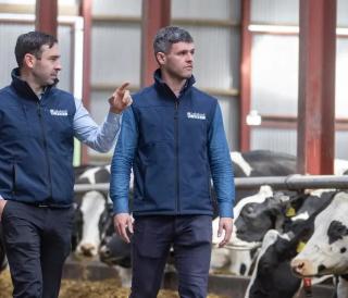 Lakeland Dairies team members working on farm in a slatted shed.