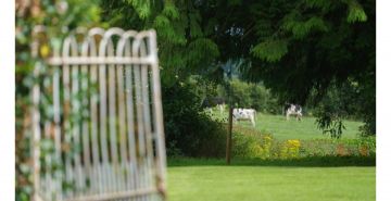 Cattle seen through a gate grazing in a field.