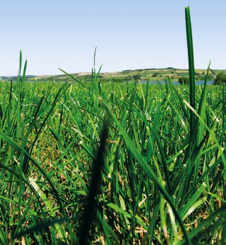 Close up of green grass whilst pans out to a pasture in the distance