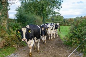 A herd of cattle walking down a path on a farm.