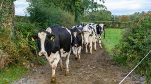 A herd of cattle following a path.