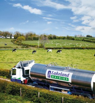 Lakeland Dairies milk tankard lorry driving past a field of black and white dairy cows