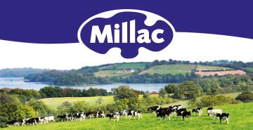 Image of green fields and pastures of Ireland, with cows grazing and the Millac logo placed at the top