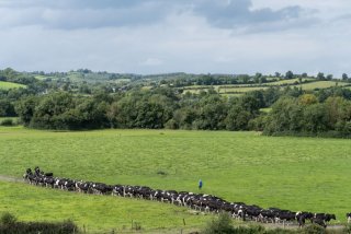 A herd of cattle and a farmer walking through a field.