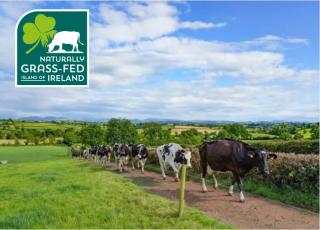 Cows on way to be milked on a gorgeous sunny day with the naturally grass fed logo on top left