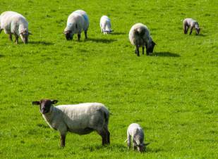 A herd of sheep in a field.