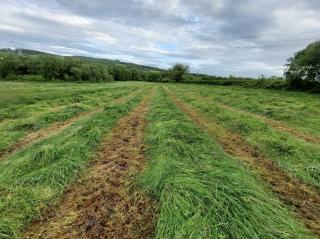 Rows of freshly cut grass in a field.