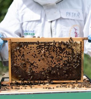 Some of the bees in our sustainability area on our Bailieborough site.