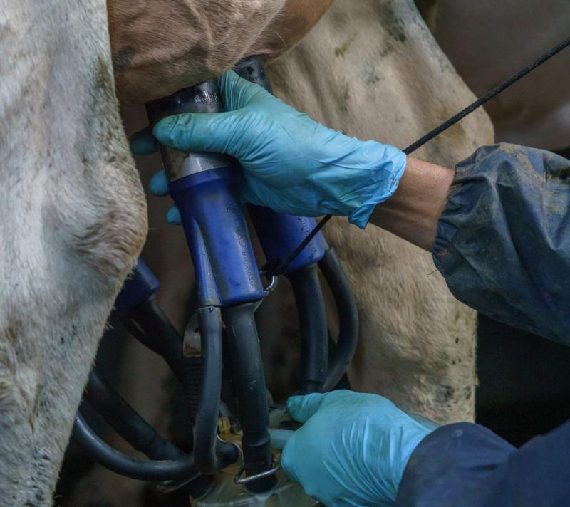 A farmer putting clusters onto a cow.