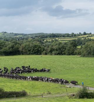 A herd of cattle following their farmer down a path.