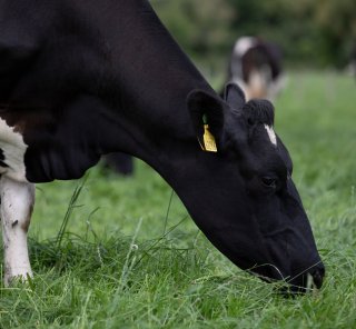 A cow eating grass in a field.