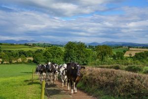 A herd of cattle walking up a path on a farm.