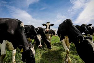 Cows grazing in field with blue sky