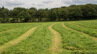 Rows of freshly cut grass.