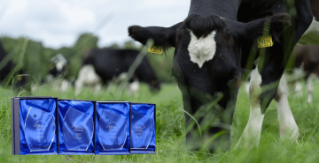 A cow eating grass from a field.