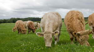 Beef cattle eating grass in a field.