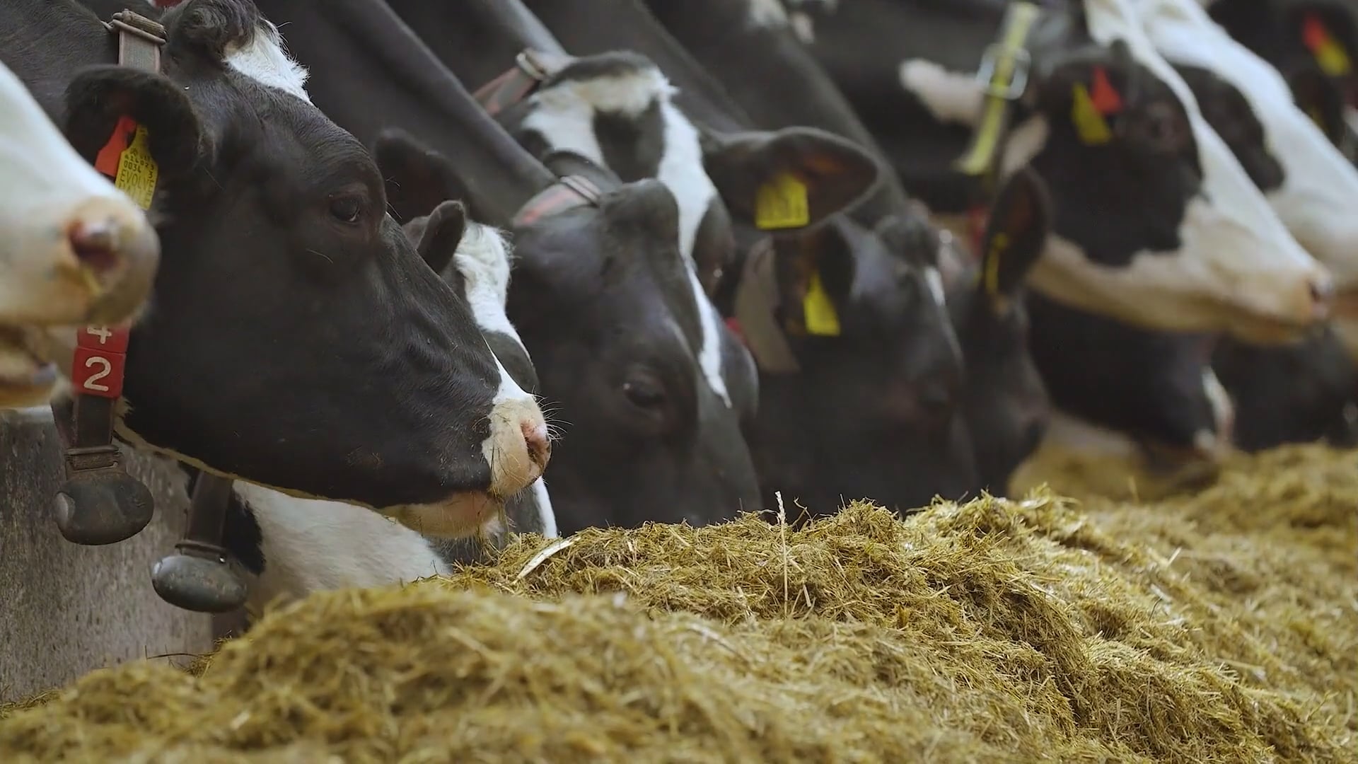 A herd of cattle in a slatted shed eating silage.