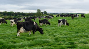 A herd of cattle enjoying fresh pasture.