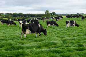 A herd of cattle eating grass in a field.