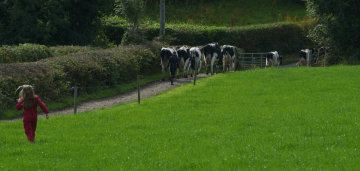 The daughter of a milk supplier running through a field as cattle travel down the pass.