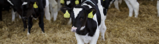 A group of calves in a shed.