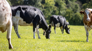 Friesian cattle enjoying grass in a field on a summers day.