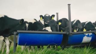 A herd of cattle eating out of a trough.