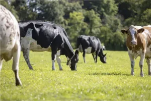 A herd of cattle grazing in a field.